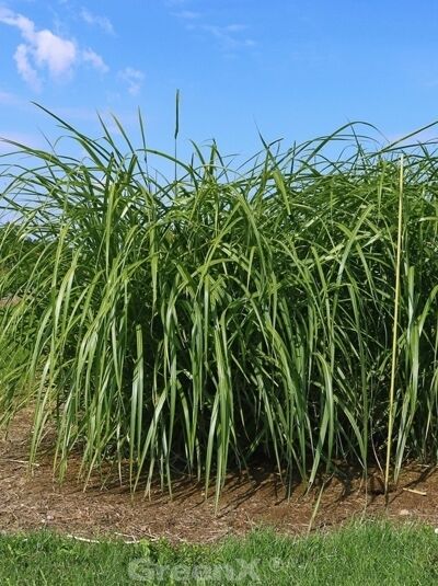 Miscanthus sinensis var. condensatus 'Luc André Lepage' / Garten-Schilf 'Luc André Lepage', dichter Horst mit langen, schmalen grünen Blättern.