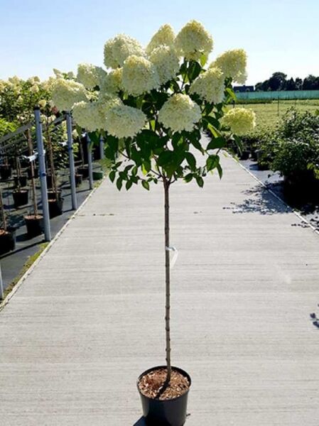 Limonenfarbene Rispen-Hortensie 'Limelight ®'  / Limonenfarbene Rispen-Hortensie 'Limelight ®' 