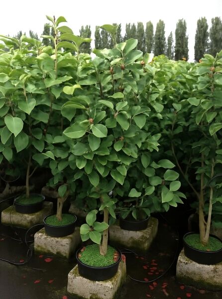 Magnolia 'Black Tulip'® / Magnolie 'Black Tulip' 125-150 cm C20, hochstämmige Magnolie im Topf mit grünem Laub