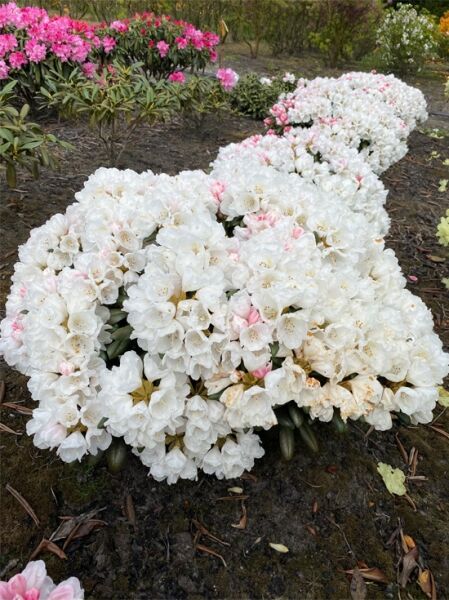 Rhododendron yakushimanum 'Hanano-ego' (Rhododendron) 50-60 cm breit, m. B., kompakter Strauch mit weißen Blütenständen.