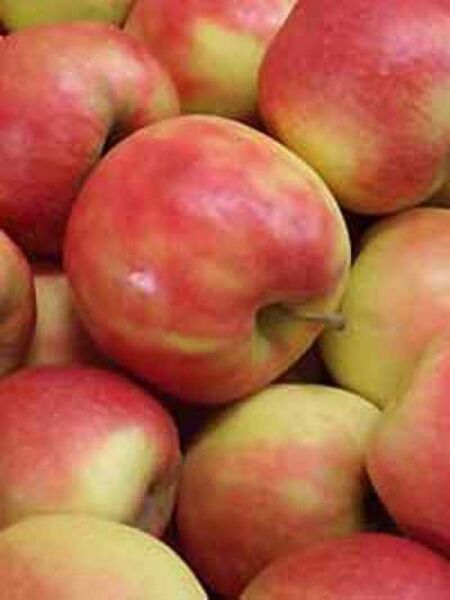 Apfel 'Jonagold' / Hochstamm-Spalier' H:120 B:120 T:10 (Stamm 180 cm) / Malus domestica 'Jonagold'