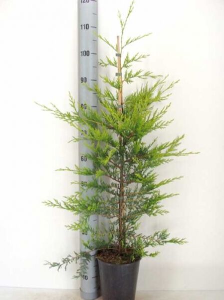 Gelbe Riesenzypresse (Cupressocyparis leylandii 'Castlewellan Gold') 80-100 cm im C4-Topf, junger Nadelbaum mit grünlichem Laub