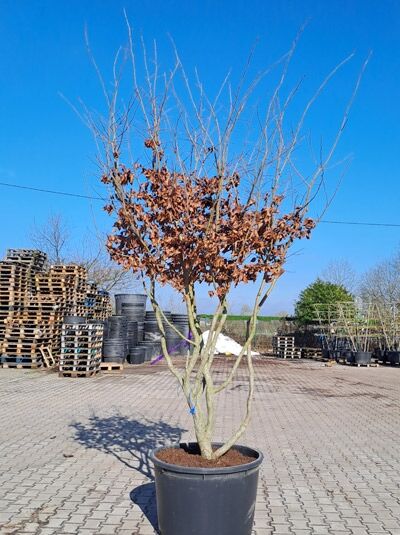 Eisenholzbaum / Parrotie 300 - 325 cm / Parrotia persica mehrstämmige Schirmform' (876033)