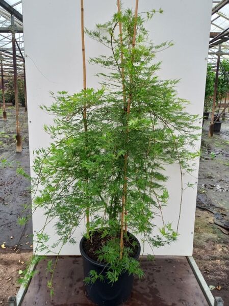 Fächerahorn Japanischer Ahorn Acer palmatum 'Emerald Lace' 150-175 cm C20 im Topf, aufrecht wachsend mit fein geschlitzten Blättern