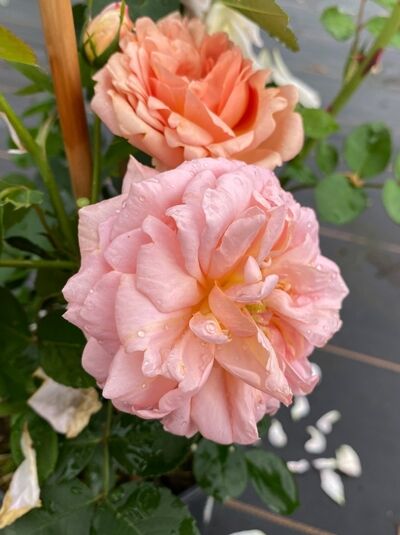 Kletterrose Rosa 'Alchymist' mit gefüllten, apricot-rosafarbenen Blüten und grünen Blättern am Trieb.