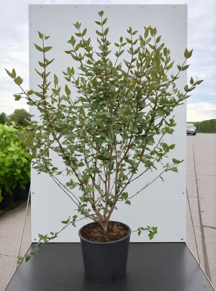 Viburnum burkwoodii (Oster-Schneeball, Duft-Schneeball) Strauch im Topf, 150-175 cm, Container C20