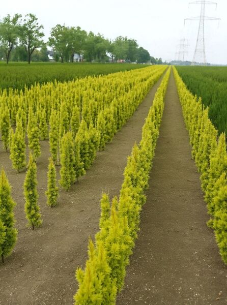 Taxus baccata 'Fastigiata Aurea' (Gelbe Säulen-Eibe), gelbgrüne Säulenform in Reihen auf dem Feld.