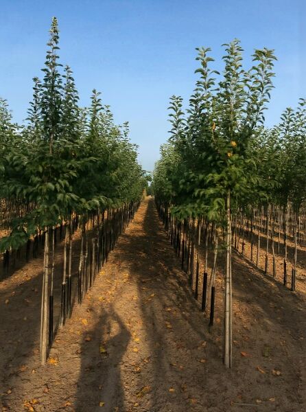 Malus domestica 'Winterrambur' (Winterrambur) Hochstamm 10-12 StU mit Drahtballen, Jungbäume in Baumschulreihe