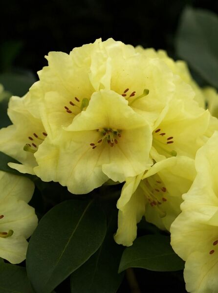 Rhododendron wardii 'Natascha' (Rhododendron 'Natascha') mit hellgelben Blüten und grünen, ledrigen Blättern.