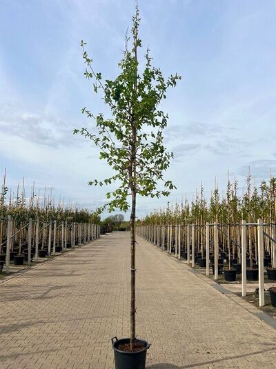 Eisenholzbaum / Parrotie / Parrotia persica