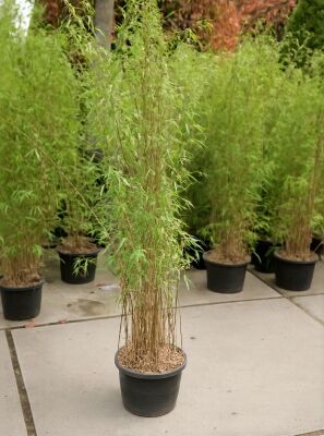 Bambus Fargesia / Gartenbambus gnstig in Top-Baumschulqualitt kaufen