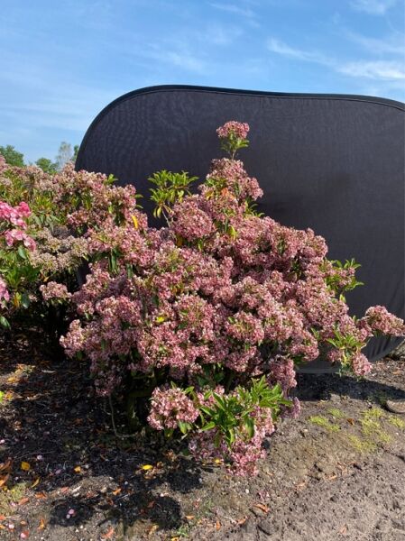 Lorbeerrose 'Pinwheel' / Berglorbeer 'Pinwheel' (Nr.1311) / Kalmia latifolia 'Pinwheel' 90-100 cm breit x 100-120 cm hoch