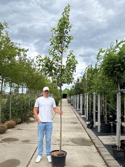 Amerikanischer Amberbaum 'Silver King' / Amerikanischer Amberbaum 'Silver King'