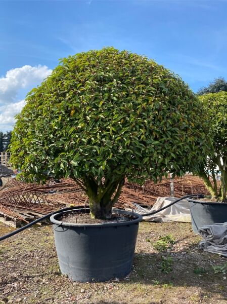Prunus lusitanica 'Angustifolia' / Portugiesischer Kirschlorbeer 'Angustifolia' Schirm, ca. 210 cm breit, 170 cm hoch, im Topf