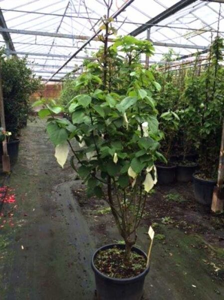 Taschentuchbaum / Aufwiedersehenbaum / Taschentuchbaum / Aufwiedersehenbaum