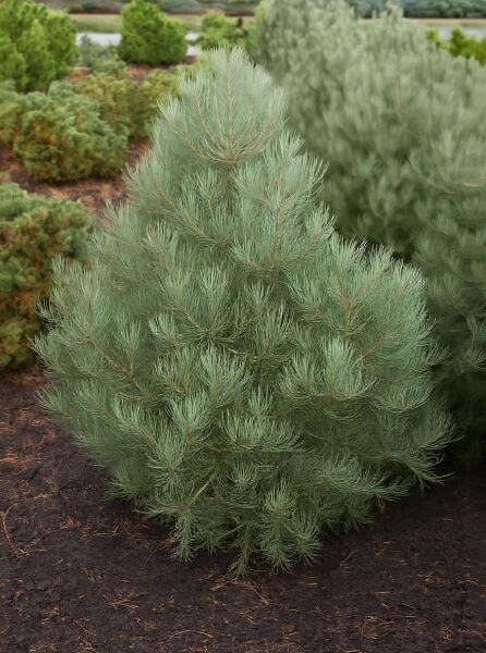 Pinus monophylla / Einnadelige Kiefer 100-125 cm m. B., kompakter Nadelbaum mit blaugrünen, dichten Nadeln