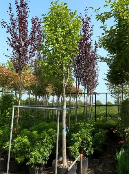 Magnolia soulangiana 'Alba Superba' / Tulpen-Magnolie 'Alba Superba' Hochstamm im Container, Stamm mit Stützpfählen, grüne Krone.