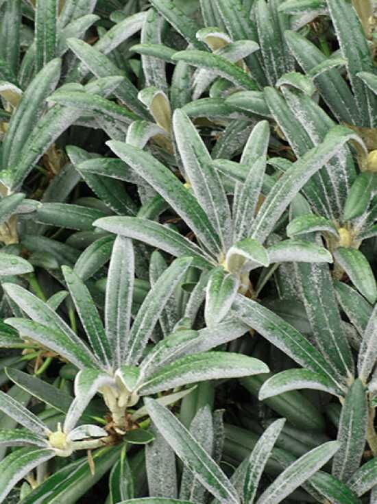 thuja 2 m Thuja Green Giant Arborvitae