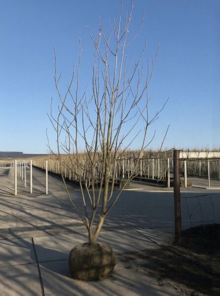 Magnolia brooklynensis 'Yellow River' / Magnolie 'Yellow River', 400-500 cm, mehrstämmiger Baum mit Ballen.