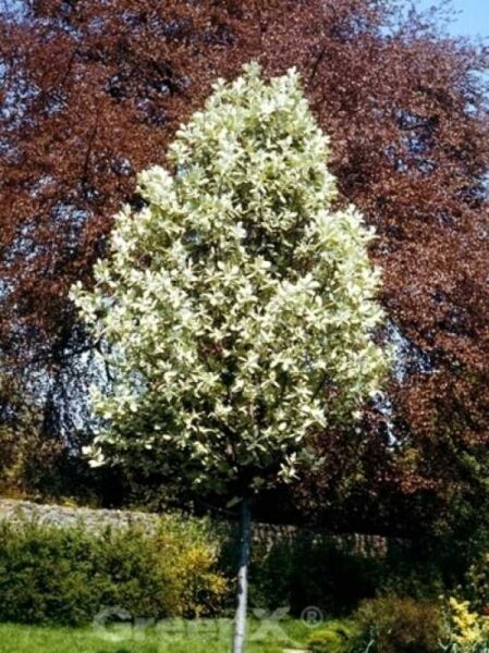 Gelbfilzige Mehlbeere / Sorbus aria 'Lutescens'