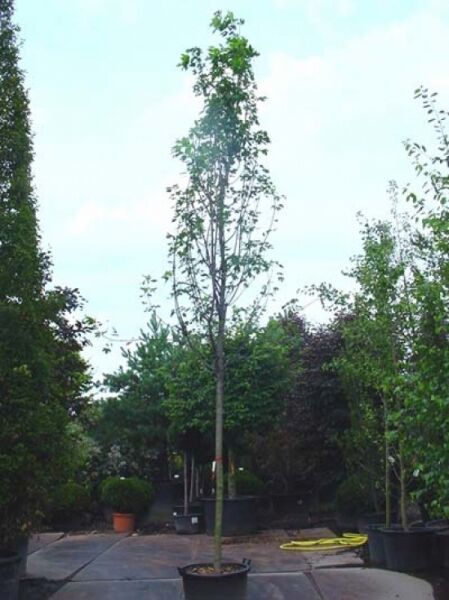 Rot-Ahorn Acer freemanii 'Autumn Blaze' Hochstamm 18-20 StU im Container, schlanker Stamm mit lockerer Krone und grünen Blättern.