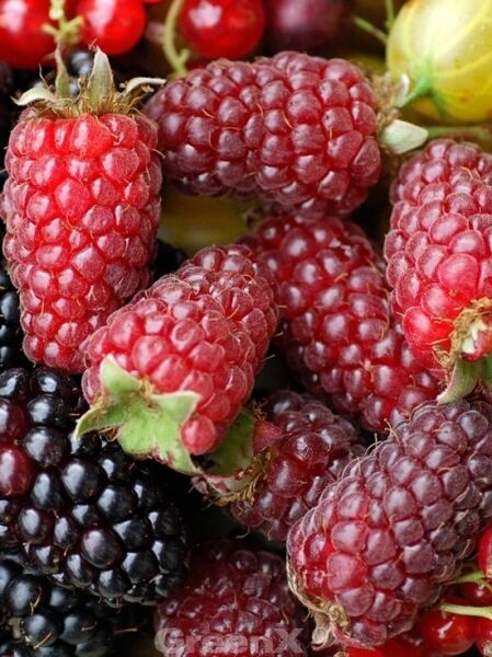 Him-Brombeere &#039;Tayberry&#039; / Taybeere / Rubus &#039;Tayberry ®&#039;