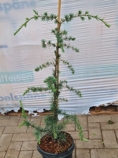 Hänge-Himalaja-Zeder / Cedrus deodara 'Pendula'