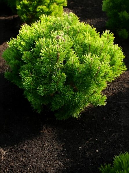 Pinus mugo 'Wintergold' (wintergelbe Zwerg-Bergkiefer), 70–80 cm breit, kompakter Wuchs mit dichten grünen Nadeln, mit Ballen