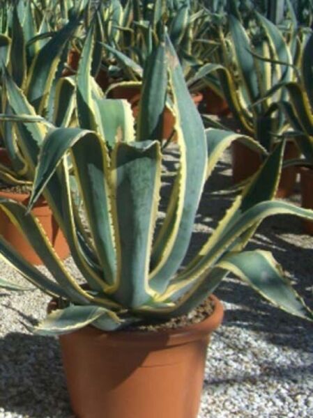 Amerikanische Agave 'Variegata' / Amerikanische Agave 'Variegata'