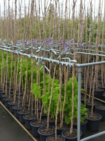 Wisteria sinensis 'Prolific' / Chinesischer Blauregen 'Prolific' 250-300 cm C12, Topfpflanzen mit langen verholzten Trieben am Gerüst