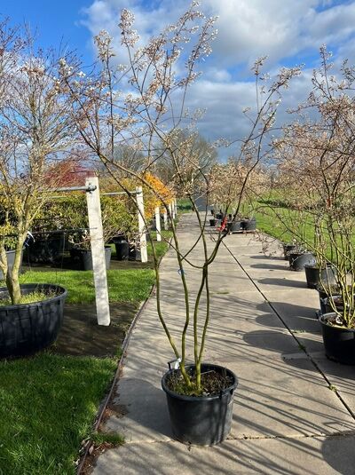 Kupfer-Felsenbirne 200 - 250 cm Schirmform / Amelanchier lamarckii (876189)