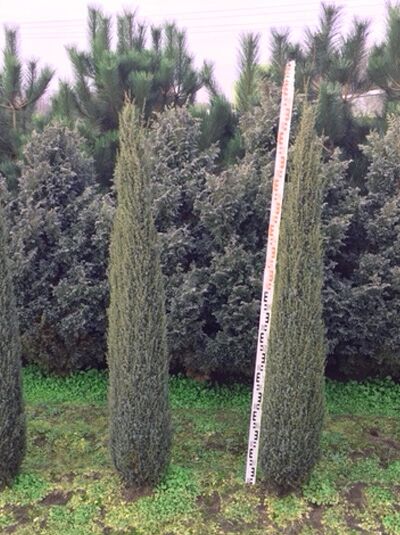 Juniperus communis 'Suecica' / Schwedischer Säulen-Wacholder 125-150 cm m. B., schlanker, säulenförmiger Wuchs im Ballen