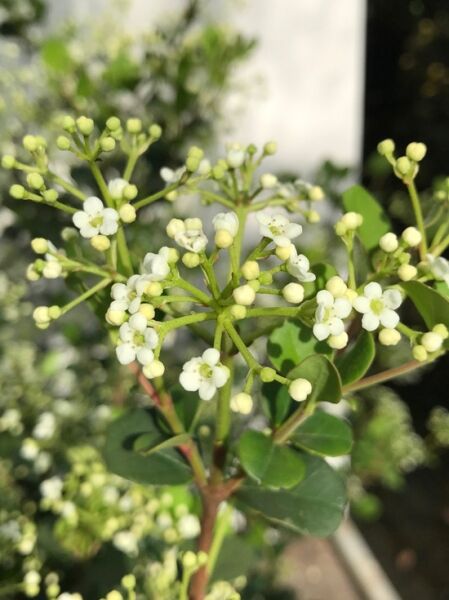 Schneeball / Viburnum harryanum