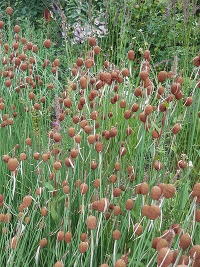 Kleiner Rohrkolben, Zwerg-Rohrkolben / Typha minima