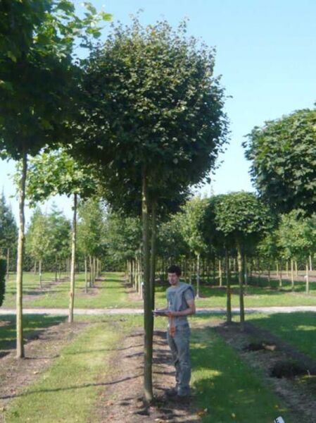 Tilia cordata 'Monto' / Kugel-Zwerglinde