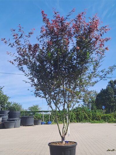 Japanischer Fächer-Ahorn 'Sumi-nagashi' 250-300 cm Schirmform / Acer palmatum 'Sumi-nagashi' (1577144)
