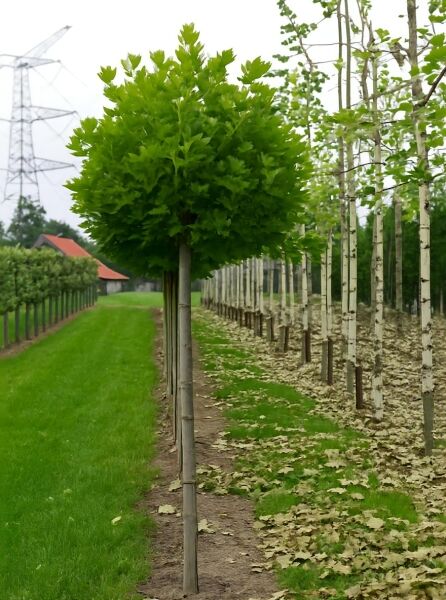Kugel-Platane „Alphen's Globe“ (Platanus acerifolia) als Hochstammbaum mit kugeliger Krone im Feld.