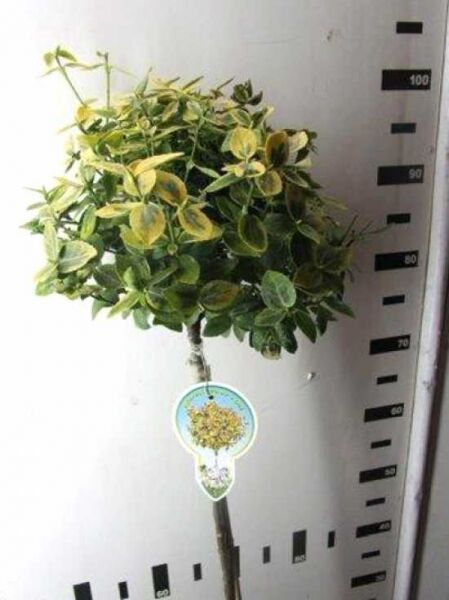 Spindelstrauch (Euonymus fortunei 'Emerald'n Gold') Stämmchen mit grün-gelb panaschierten Blättern, 80 cm Stamm, C4.