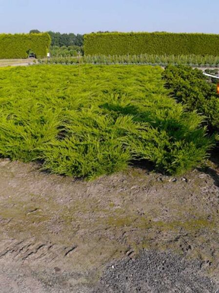 Juniperus pfitzeriana 'Mint Julep' / Grüner Pfitzer-Strauch-Wacholder 'Mint Julep', breit wachsender Solitär im Beet.
