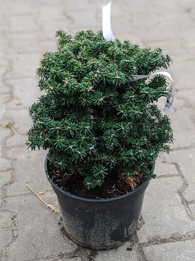Flache Kompakte Korea-Tanne Abies koreana 'Cis' im Topf C5, 25–30 cm, kompakter Wuchs mit kurzen, dunkelgrünen Nadeln.