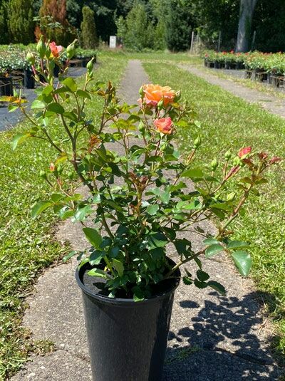 Bodendeckerrose Rosa 'Cubana' ® im Topf C5 mit orangefarbenen Blüten und grünen Blättern.