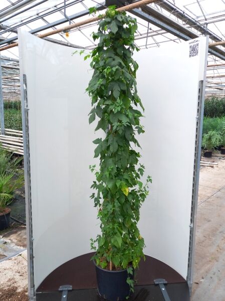 Gewöhnlicher Hopfen &#039;Nordbräu&#039; / Humulus lupulus &#039;Nordbräu&#039;