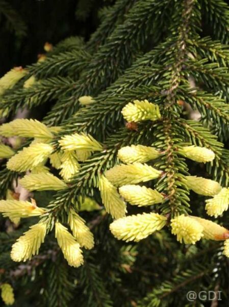 Goldspitzenfichte / Picea orientalis 'Aureospicata'