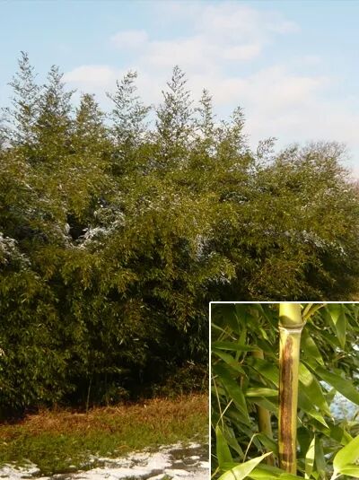 Brauner Flecken Bambus / Phyllostachys nigra &#039;Boryana&#039;