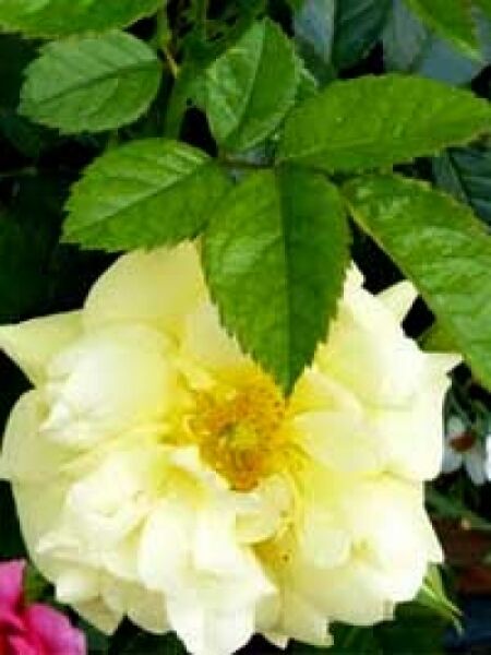 Stammrose 'Loredo' / Rosa 'Loredo ®'