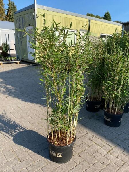 Drachenschuppenbambus 'Blue Lizard' ® / Drachenschuppenbambus 'Blue Lizard' ®