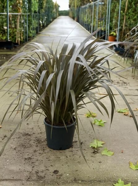 Phormium tenax 'Evening Glow' / Neuseeländer-Flachs 'Evening Glow', 60–80 cm, C10, im Topf mit schmalen, bogigen Blättern