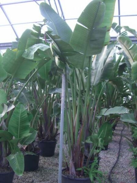 Baum-Strelitzie / Baum-Strelitzie