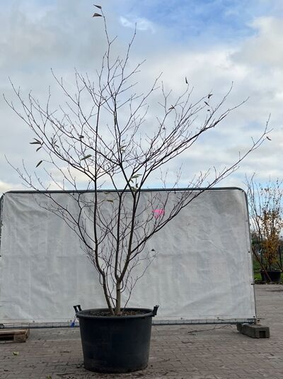 Pagoden-Hartriegel 250-275 'mehrstämmig' / Cornus controversa (874860)