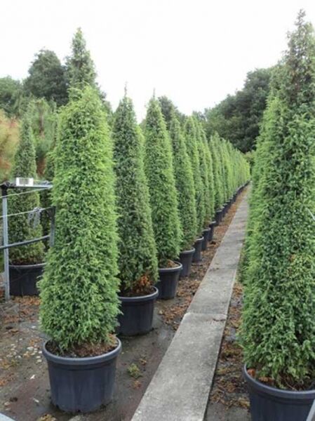 Irischer Säulen-Wacholder / Irischer Säulen-Wacholder